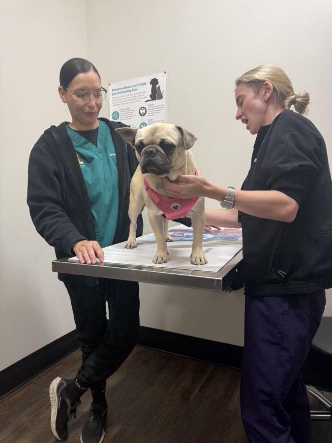 A pug getting a checkup from veterinary staff