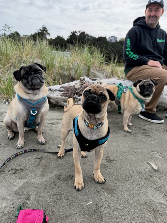 Three pugs on a beach outing with a volunteer