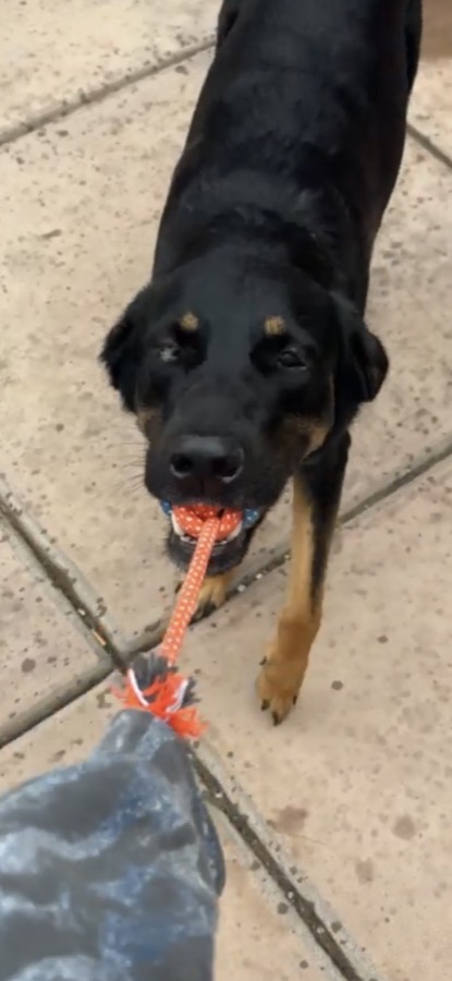 A rescued dog playing tug with a rope toy