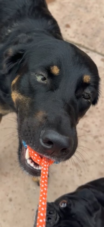 A rescued dog with a healing eye playing tug
