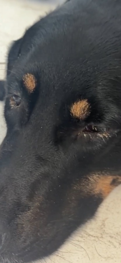 A rescued dog resting while its eyes heal