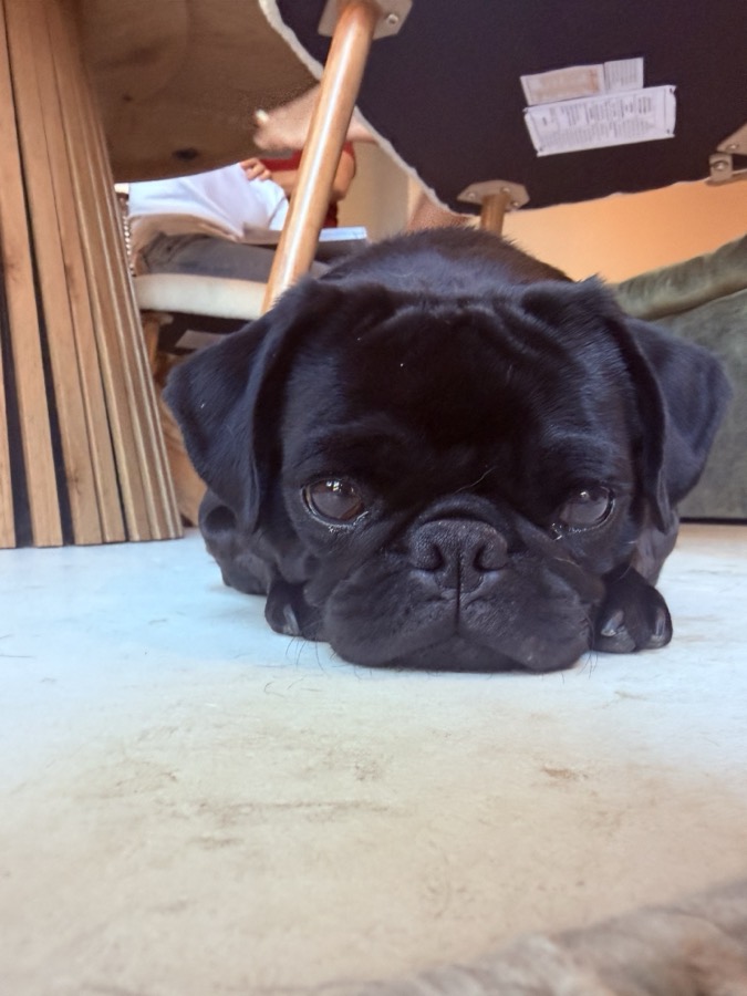 A black pug resting on the floor