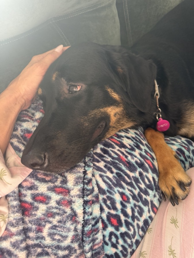 Mercy resting on a blanket while her eye heals