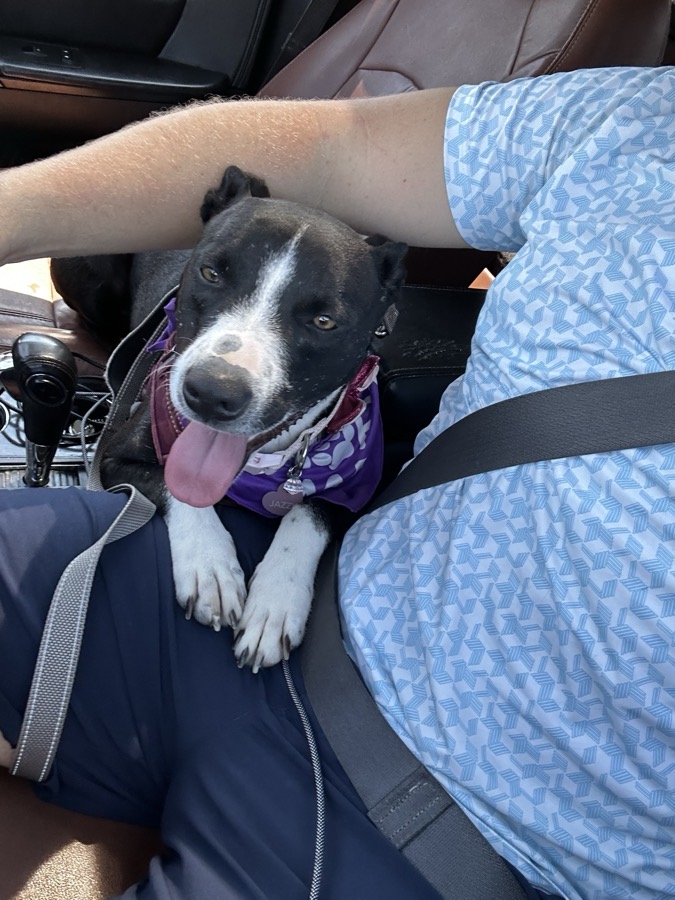 Jazz riding along in a purple bandana