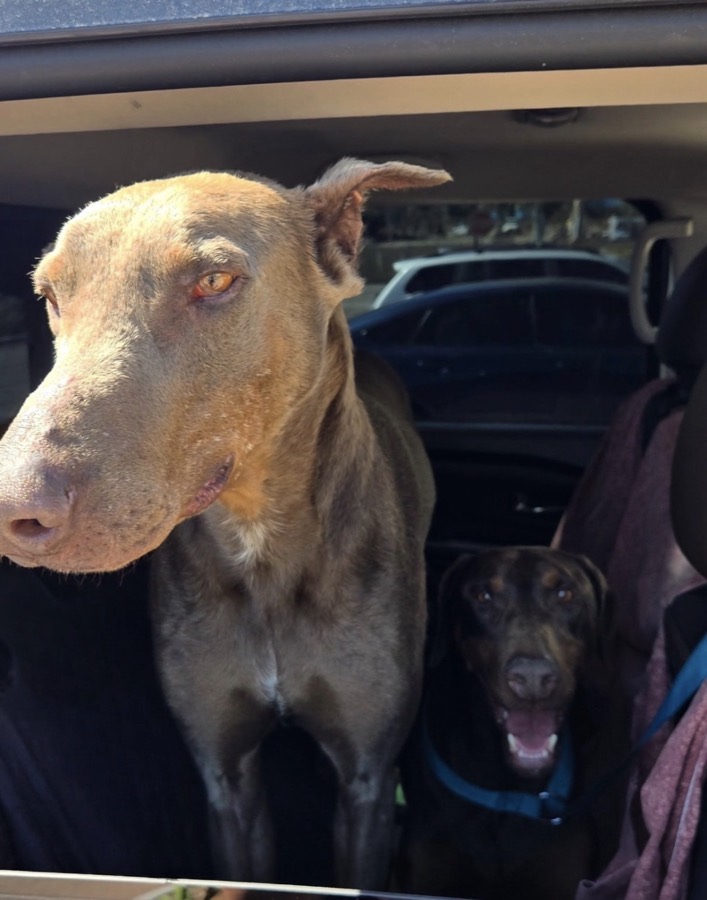 Two Dobermans looking out of a car window
