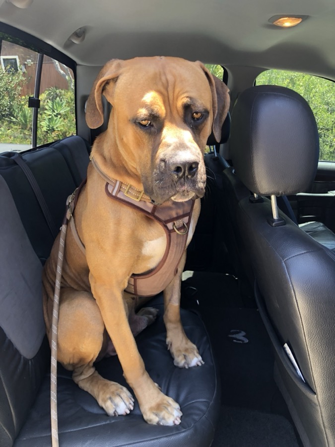 A mastiff mix sitting up in the back seat of a car