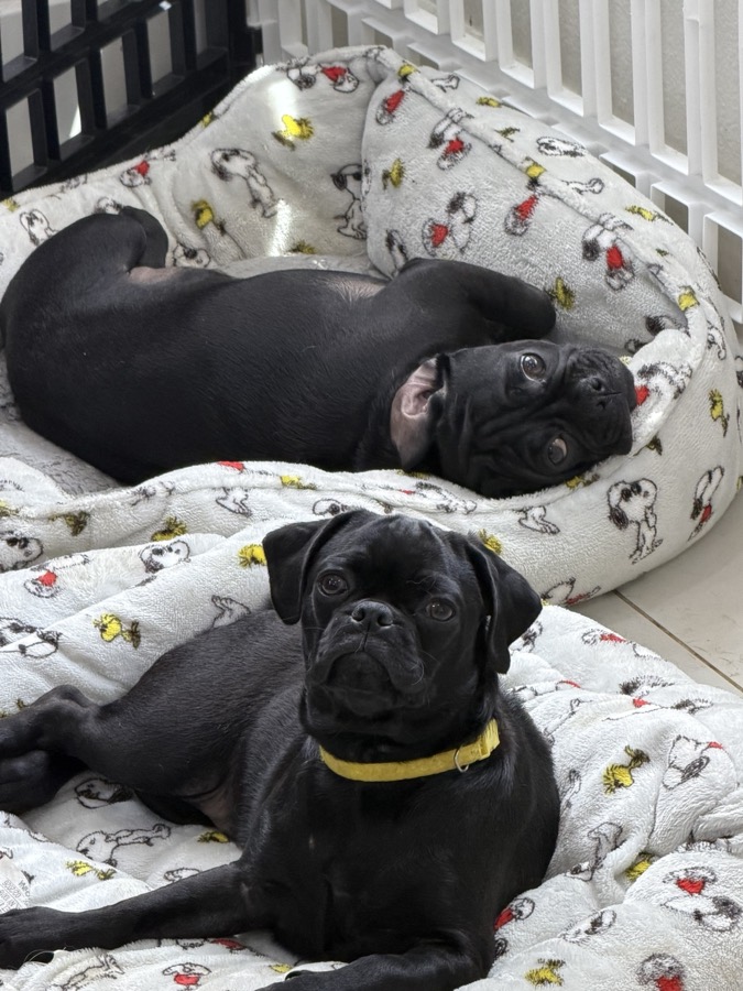 Two black pugs resting on a Snoopy blanket