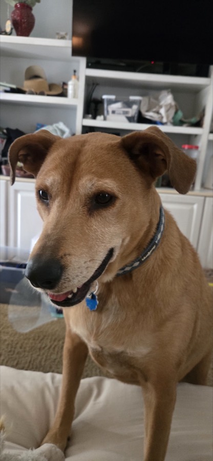 A rescued dog