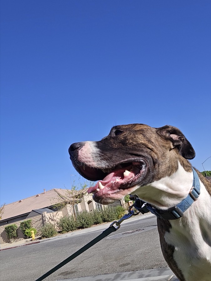 A rescued mastiff, boxer or bully mix