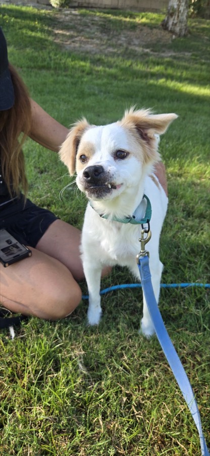 A rescued dog