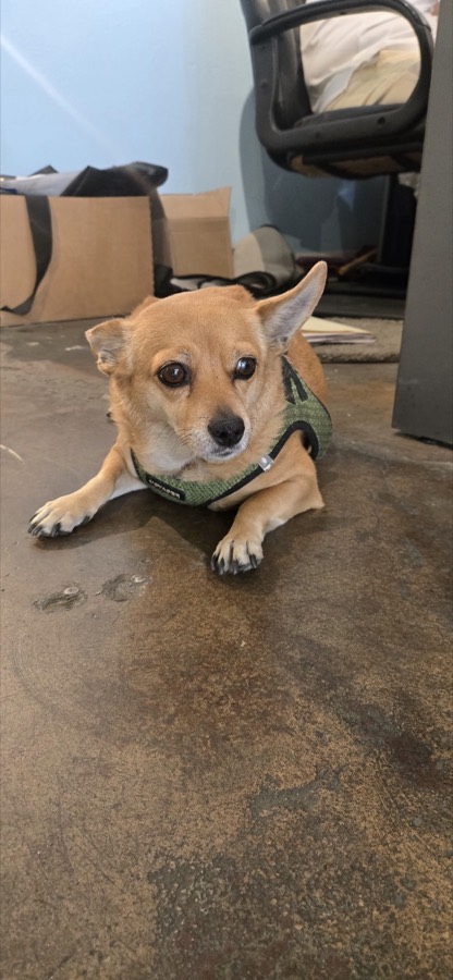 A small rescued dog