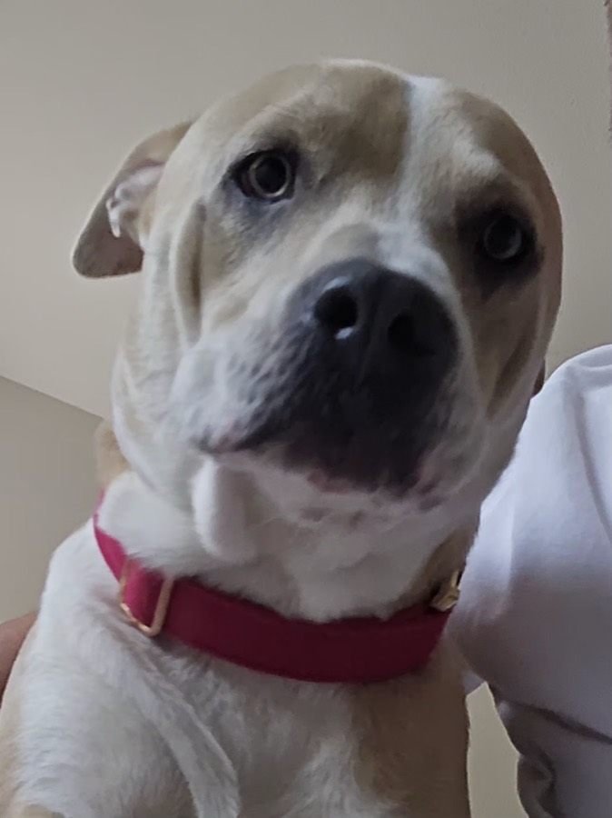 A rescued mastiff, boxer or bully mix