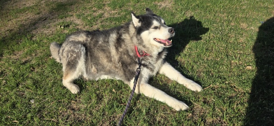 A rescued dog