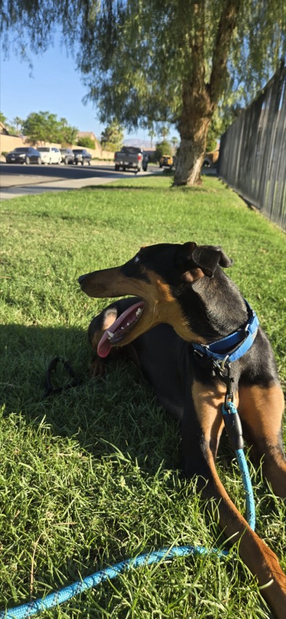 A rescued shepherd or Doberman mix
