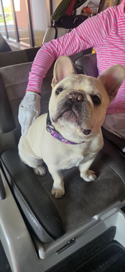 A rescued pug