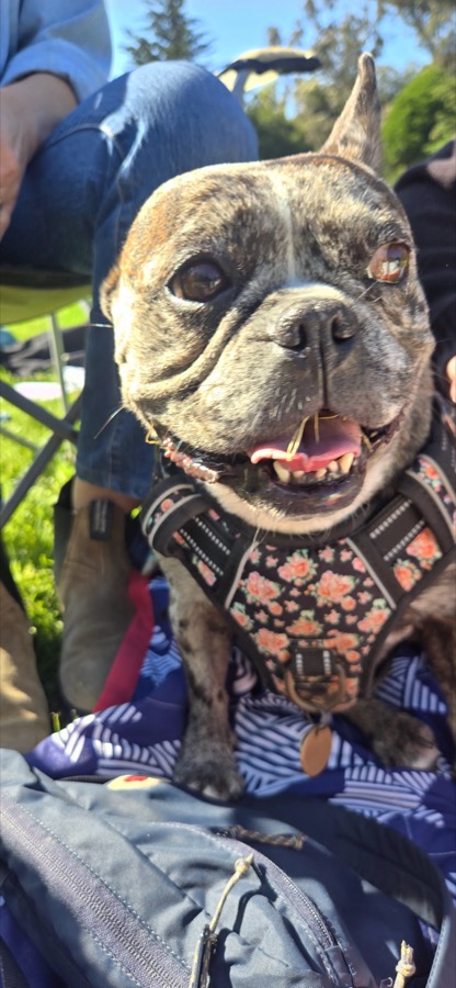 A rescued pug
