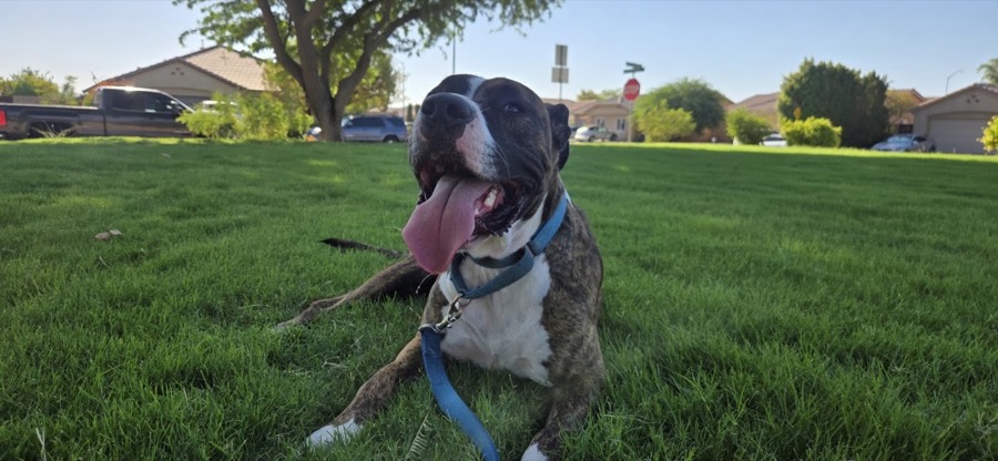 A rescued mastiff, boxer or bully mix
