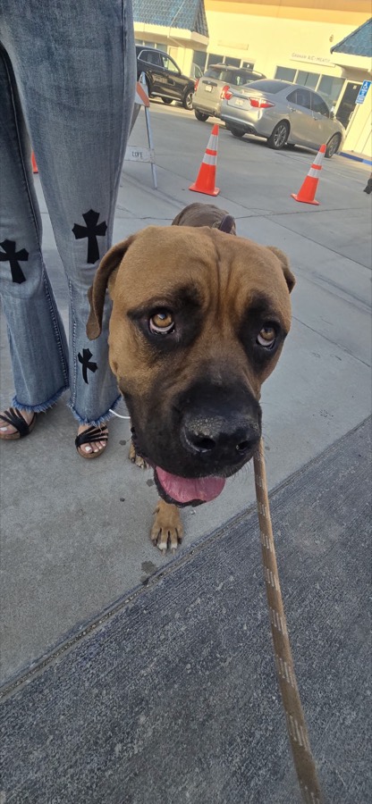 A rescued mastiff, boxer or bully mix