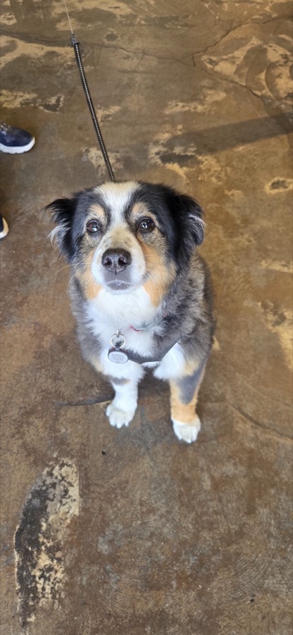 A small rescued dog