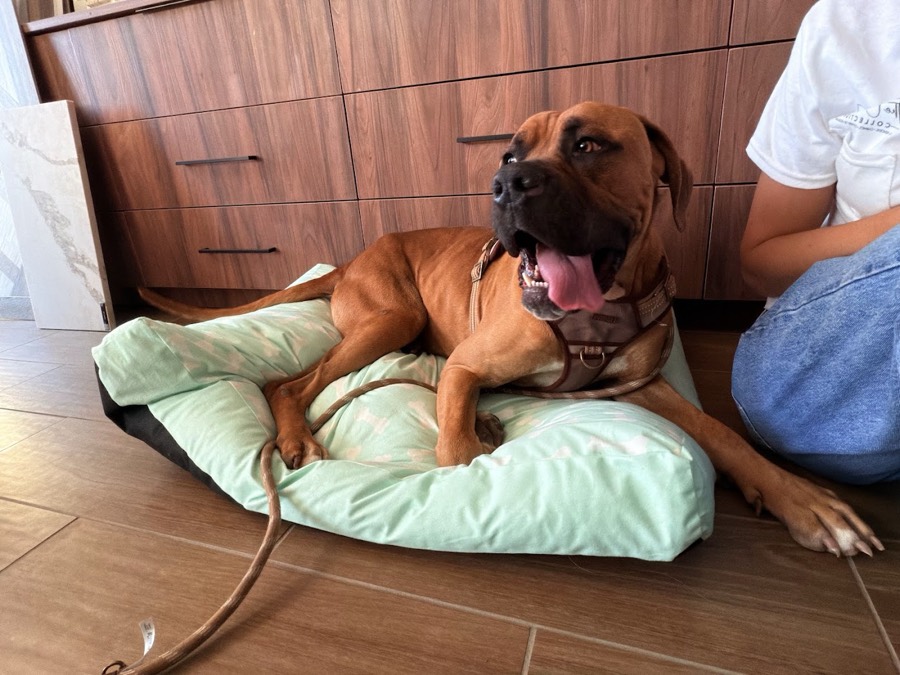 A rescued mastiff, boxer or bully mix