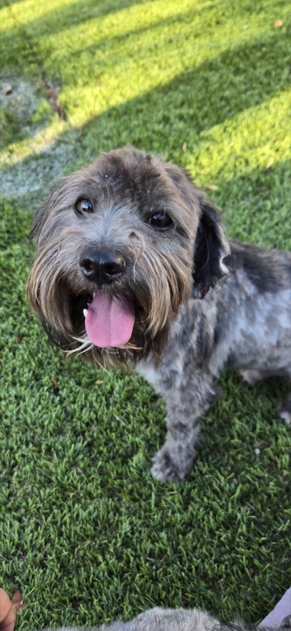 A small rescued dog