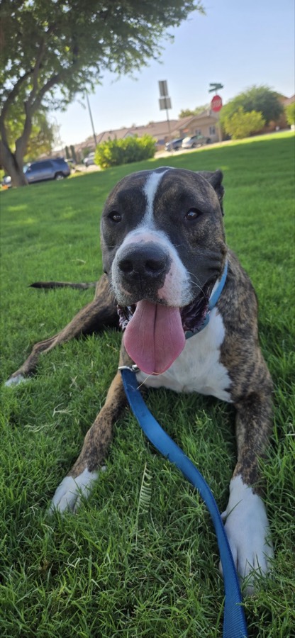A rescued mastiff, boxer or bully mix