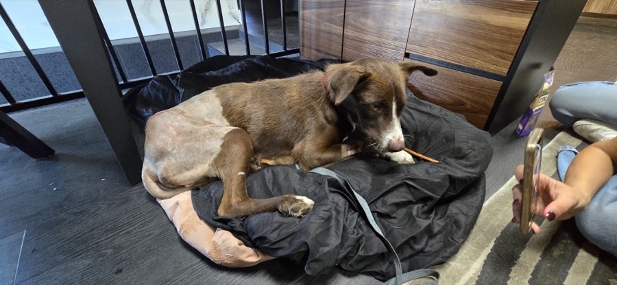 A rescued puppy