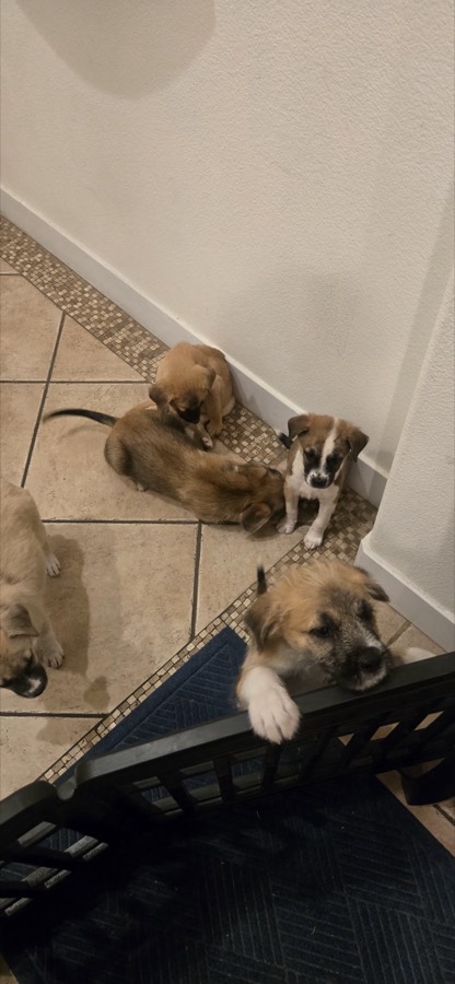 A rescued puppy