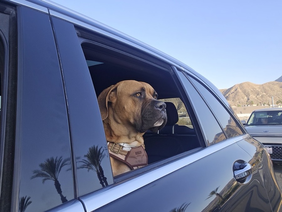 A rescued mastiff, boxer or bully mix