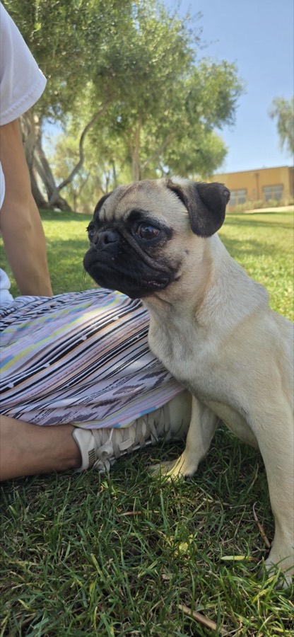 A rescued pug