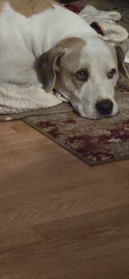 A rescued dog