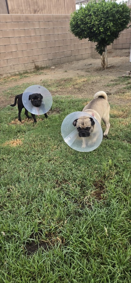 A rescued pug