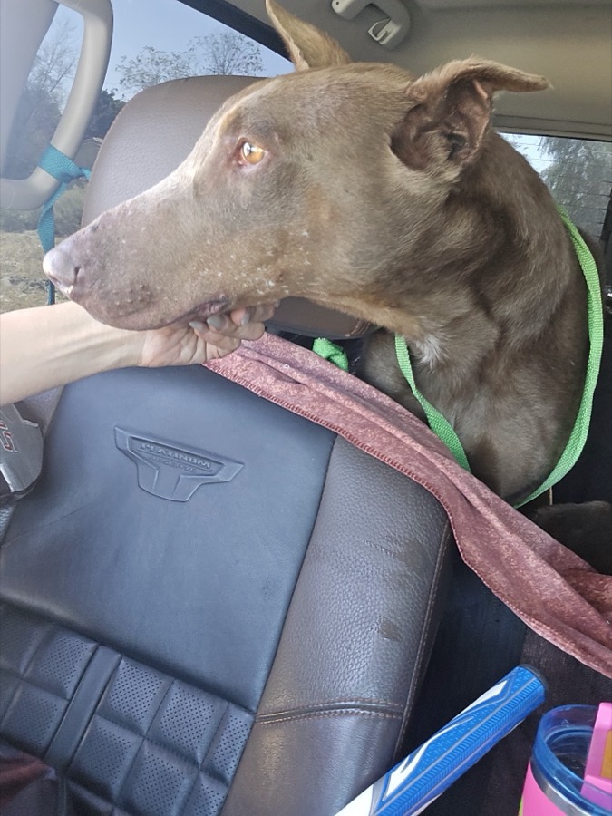 A rescued shepherd or Doberman mix