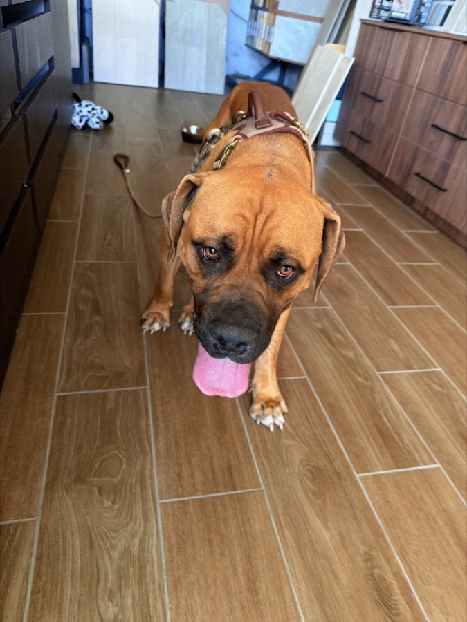 A rescued mastiff, boxer or bully mix