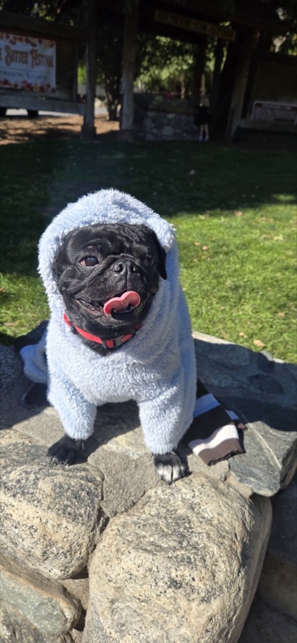 A rescued pug