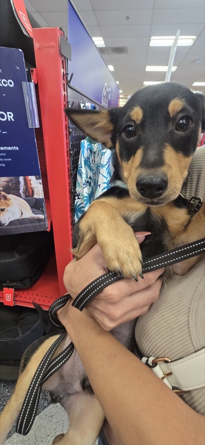 A rescued shepherd or Doberman mix