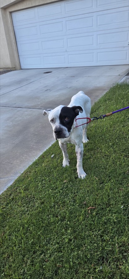 A rescued mastiff, boxer or bully mix