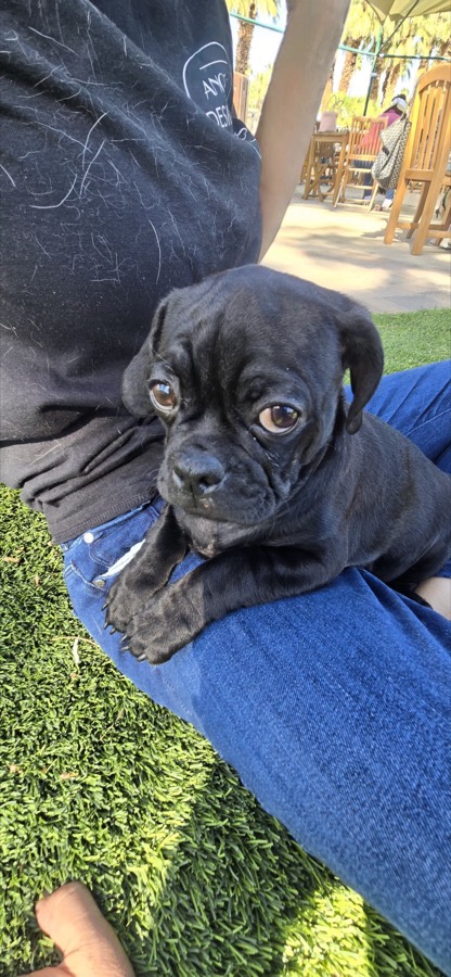 A rescued pug