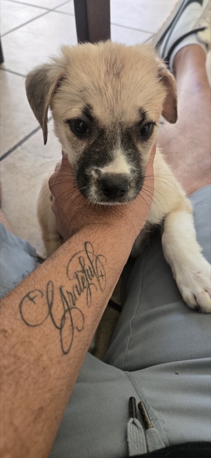 A rescued puppy