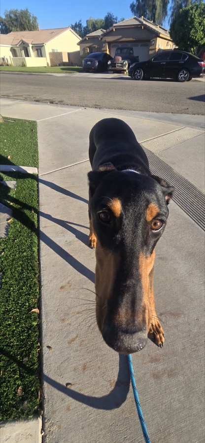 A rescued shepherd or Doberman mix
