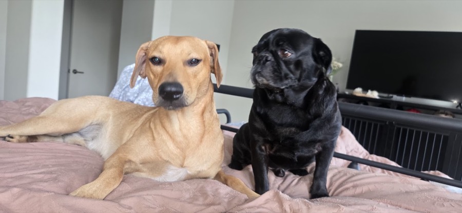 A rescued pug