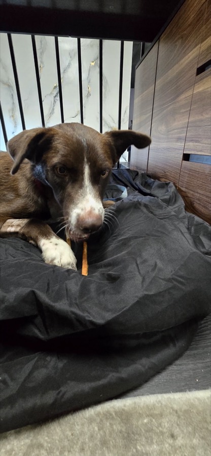 A rescued puppy