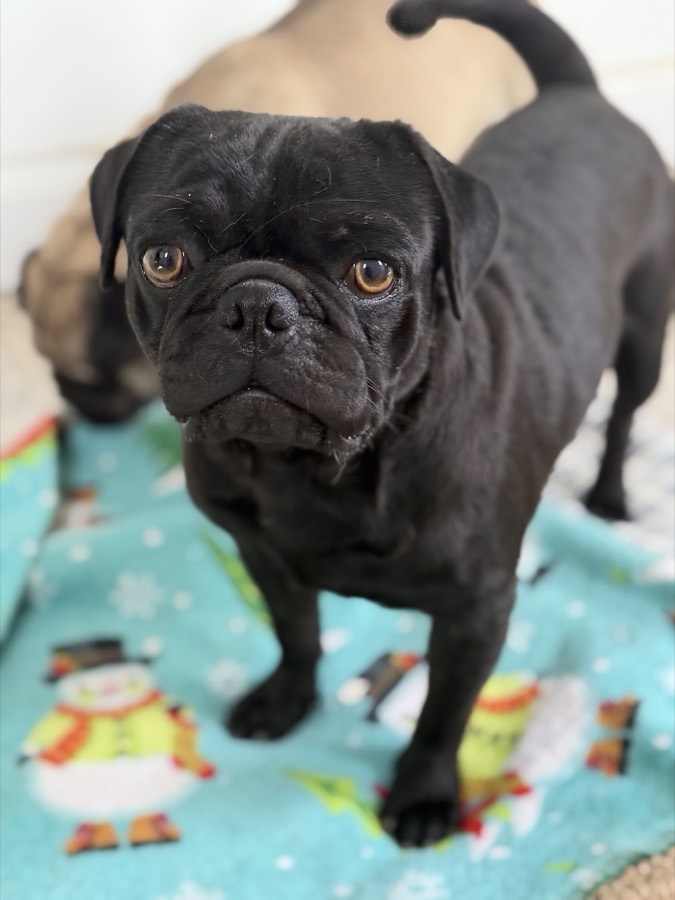 A rescued pug