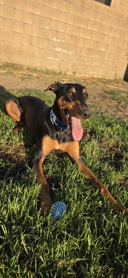 A rescued shepherd or Doberman mix
