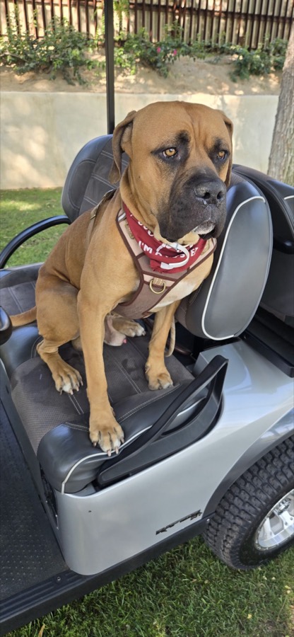 A rescued mastiff, boxer or bully mix