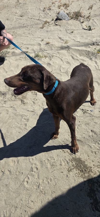 A rescued shepherd or Doberman mix