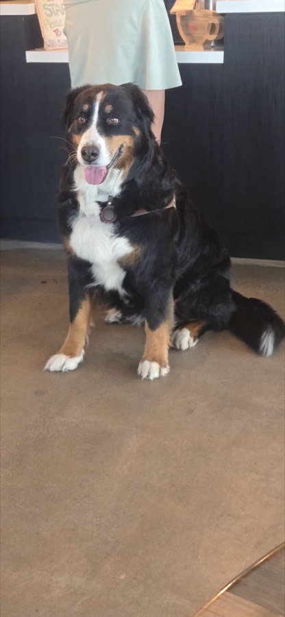 A rescued shepherd or Doberman mix