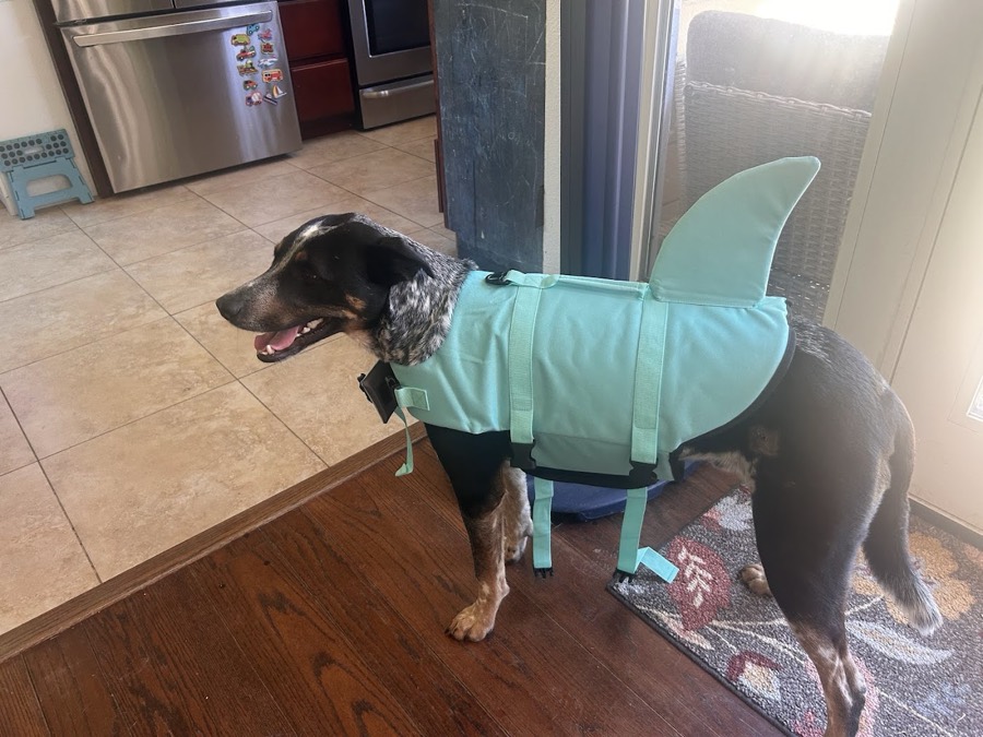 A small rescued dog