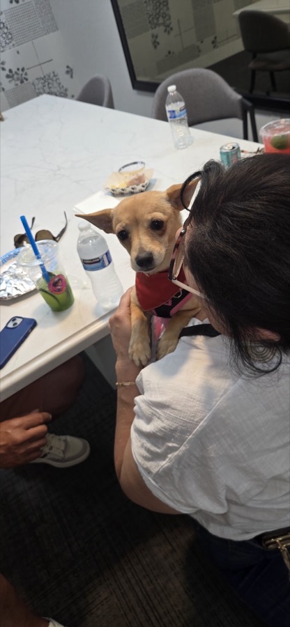 A small rescued dog