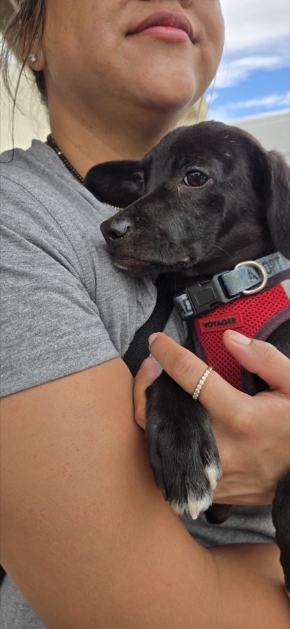 A rescued puppy